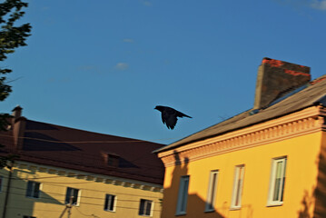 A lone black bird flies among city buildings. The background is blurred with a bokeh effect, and the bird itself is shot with a long shutter speed to convey the feeling of flight.