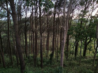 Trees that grow densely and vertically