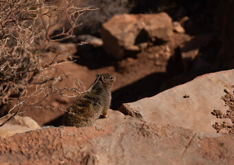 lizard on rock