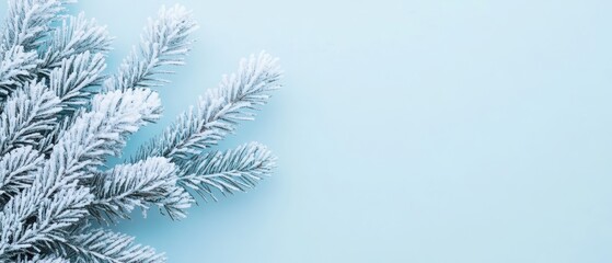 Obraz premium Frosted Evergreen Branch on Soft Blue Background for Winter Decor