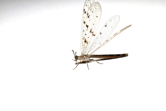 Antlion insect with transparent wings crawls on a white background.