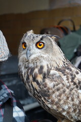 Buco bonito