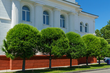 Beautiful formed Himalayan cedars (Cedrus Deodara, Deodar) near the  Wedding Palace, former synagogue, in Stavropol.