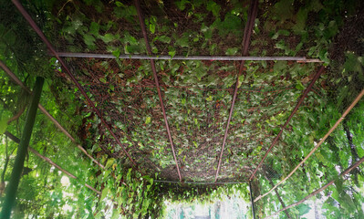 Ivy archway constructed from intricate net and metal, designed for elegant garden decoration,...