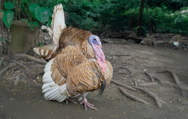 A majestic wild peacock with vibrant plumage standing gracefully amidst lush green foliage,