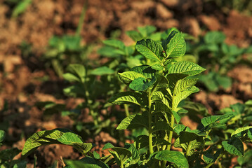 A young green potato plant enjoys a sunny day. The faces of the Colorado potato beetle are visible on the potato leaves.