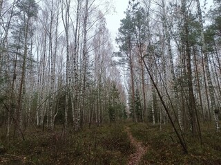 Rekyva forest during cloudy autumn day. Pine and birch tree woodland. Blueberry bushes are growing in woods. Cloudy day with white and gray clouds in sky. Fall season. Nature. Rekyvos miskas.