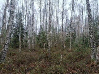 Rekyva forest during cloudy autumn day. Pine and birch tree woodland. Blueberry bushes are growing in woods. Cloudy day with white and gray clouds in sky. Fall season. Nature. Rekyvos miskas.