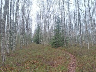 Rekyva forest during cloudy autumn day. Pine and birch tree woodland. Blueberry bushes are growing in woods. Cloudy day with white and gray clouds in sky. Fall season. Nature. Rekyvos miskas.