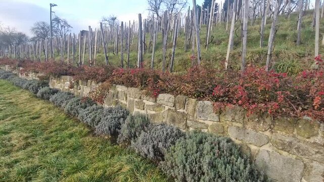 terraced vineyard. the slope of the path with a supporting vine and a row of lavender and roses bordering the area