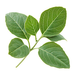 Obraz premium Organic Ashwagandha plant leaves close-up isolated on transparent background