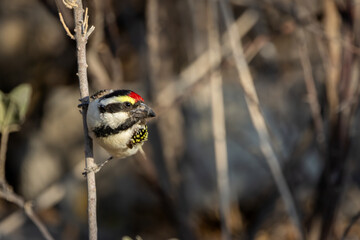 Acacia pied barbet