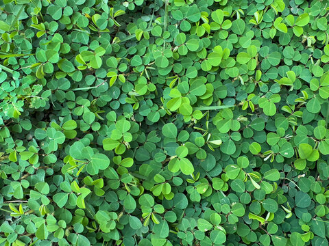 Grona triflora or desmodium triflorum, known as creeping tick trefoil or beggarweed, a typical small shrubs with round green leaves as a forage plant. This plant is grown in tropical countries.