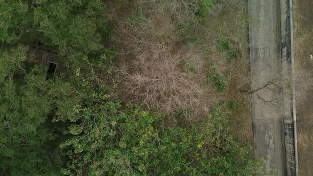 aerial 4k footage of trees from a height