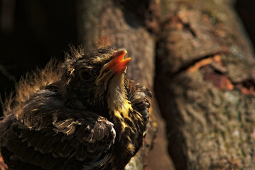 A common thrush chick that has fallen from its nest opens its beak and asks for food.