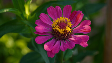 Zinnia Graceful Zinnia Violet Graceful Crassina Zinnia Flower Beauty Flower