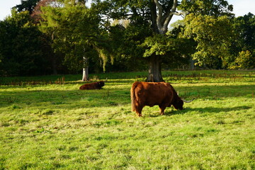 vaca amiga con pareja tumbada roja