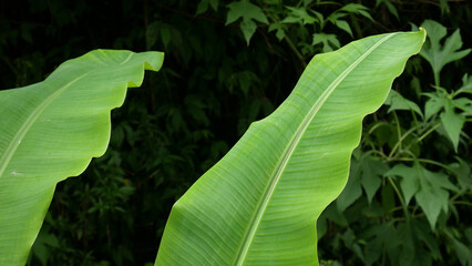 A bright green banana leaf with prominent veins, growing amidst a dense backdrop of dark green leaves.