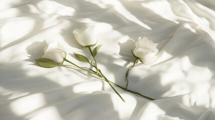 Elegant White Roses Lying on Soft White Fabric with Subtle Shadows, Perfect for Wedding Decor, Romantic Backgrounds, and Nature-Themed Designs