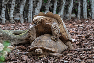 photographs of African tortoises in the middle of nature copulating