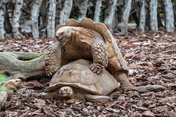 photographs of African tortoises in the middle of nature copulating