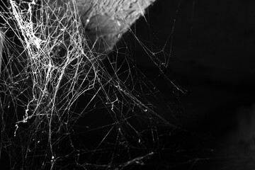 spider web on a dark background