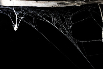 spider web on a dark background