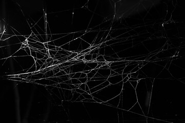 spider web on a dark background