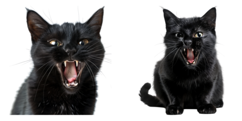 Hissing black cat isolated on transparent background, Set of