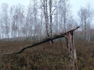 Rekyva forest during cloudy autumn day. Pine and birch tree woodland. Blueberry bushes are growing in woods. Cloudy day with white and gray clouds in sky. Fall season. Nature. Rekyvos miskas.