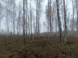 Rekyva forest during cloudy autumn day. Pine and birch tree woodland. Blueberry bushes are growing in woods. Cloudy day with white and gray clouds in sky. Fall season. Nature. Rekyvos miskas.