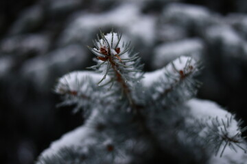 Winter park before New Year.