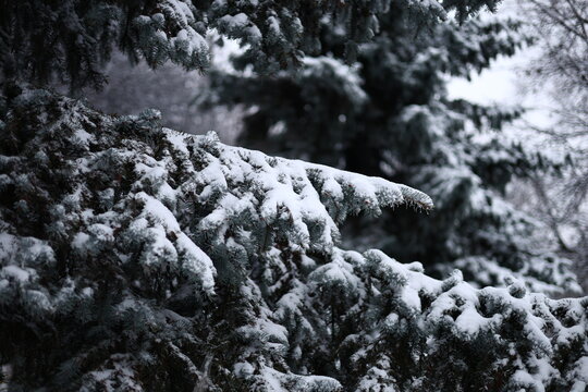 Winter park before New Year.
