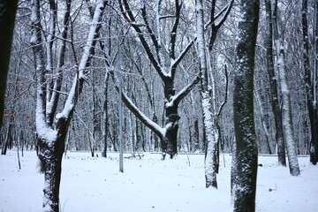 Winter park before New Year.