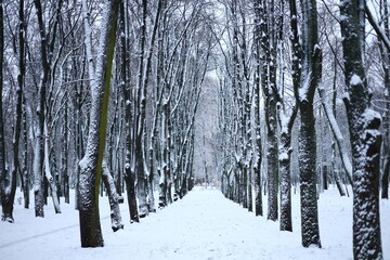 Fototapeta premium Winter park before New Year.