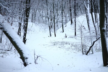 Winter park before New Year.