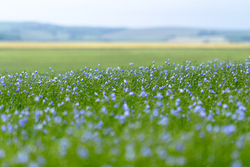 Vast Field of Blooming Linseed with Vibrant Flowers Under a Clear Sky in Castle Hill, Brighton