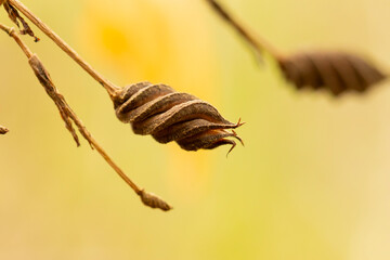 Close-Up of a Helicteres Seed Pod with Unique Spiraling Shape