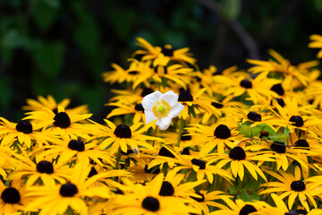 Field of Bright Rudbeckia Flowers with a Single White Bloom Standing Out