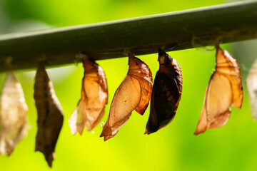 Empty Butterfly Pupae Hanging on a Bar with Green Background