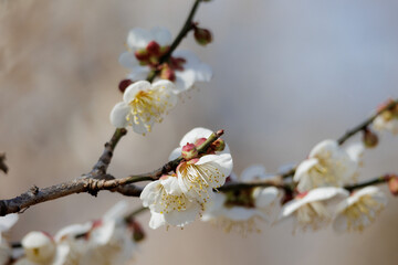 梅の花
