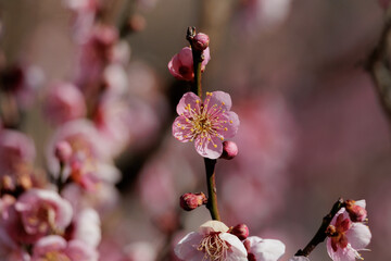 梅の花