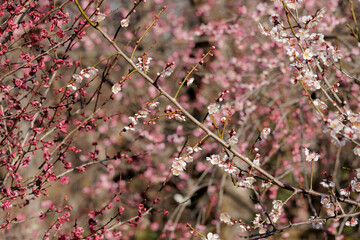 梅の花