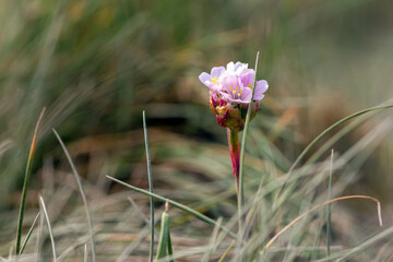 Close-Up of a Pink Wildflower in a Natural Grassland