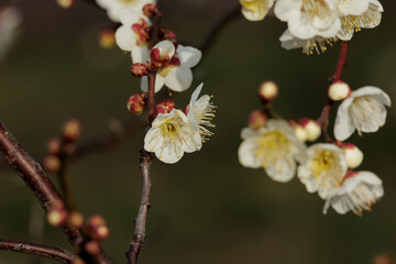 梅の花