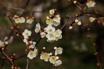 梅の花