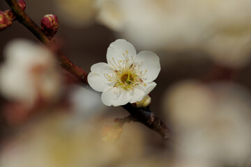 梅の花