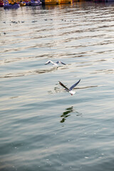 birds on lake