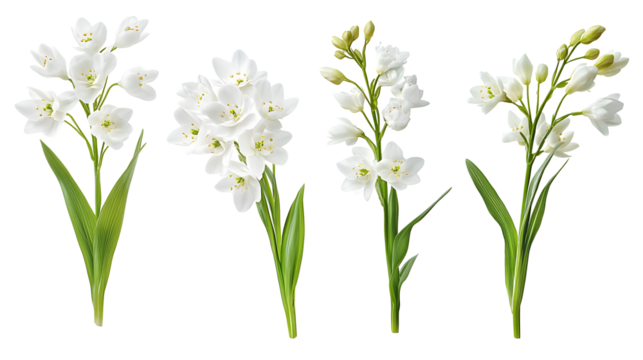 Set of white ornithogalum flowers and arrangements isolated on white or transparent background