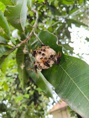 The nest of the red paper wasp or red wasp or Polistes Canadensis is attached to a leaf